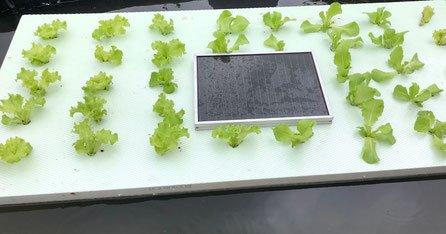 Aquaponic Hydroponic mit Solar-Photovoltaik Aquaponic Systeme mit Solartechnik Aquaponic mit Solar und Photovoltaik spart