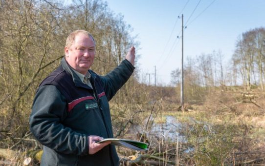 Neue Trassengestaltung im Wald macht Stromversorgung sicherer