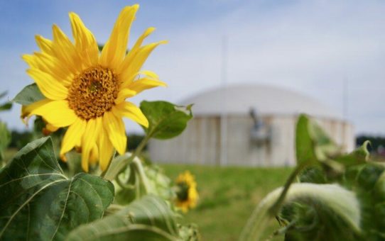 Autark und nachhaltig in der Futterproduktion: Erzeugerzusammenschluss Fürstenhof nutzt 1.500 Tonnen Sonnenblumenkerne aus eigenem Anbau