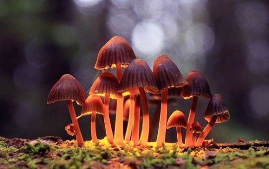 Champignon Brands sponsert Initiative für legalen Zugang zu Psilocybin