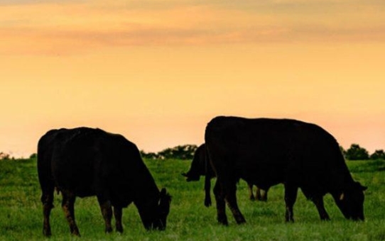 Bullen und Färsen der Aberdeen-Angus-Rasse nach Russland transportiert