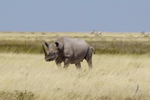 Studierende der Hochschule Stralsund beleuchten Tourismus in Namibia