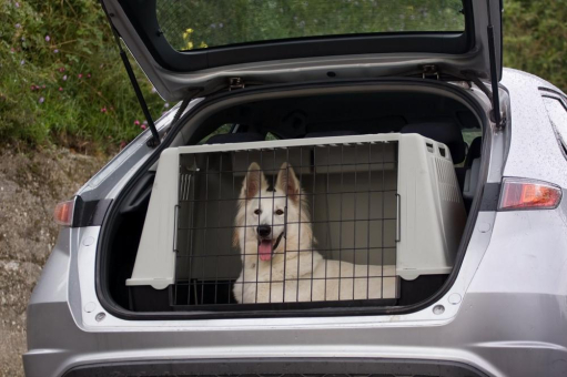 Tiere im Auto: Transportbox ist beste Wahl