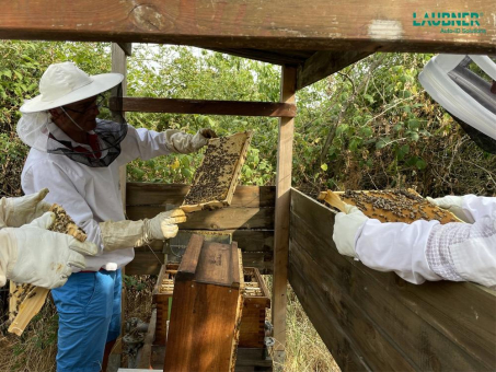 Aus Verbundenheit zur Region: Andreas Laubner GmbH ist nun Bienenpate