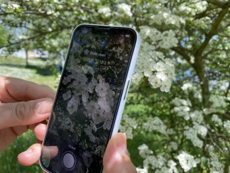 Pflanzenbestimmung per App ermöglicht phänologisches Monitoring