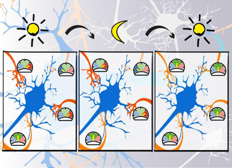 TU Ilmenau: Künstliche neuronale Netze lernen wie der Mensch im Schlaf