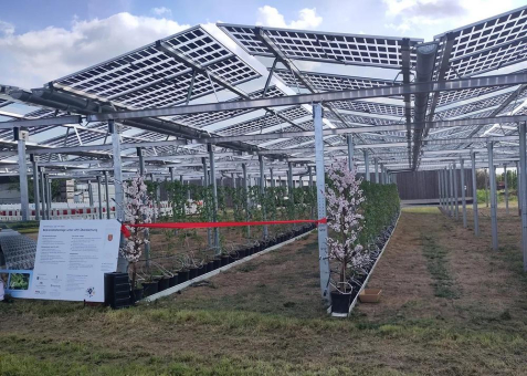 Beerenanbau mit Photovoltaik und geschlossenem Wasserkreislauf - Wasser und Watt gibt Wein - Transparente PV-Module Solarlösungen aus BaWü