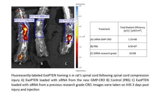 NurExones ExoPTEN, beladen mit siRNA, zeigt Fähigkeit, Verletzungs- und Entzündungsstellen zu erreichen – Neue Studie