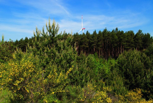 Wald nehmen und mehr Wald geben